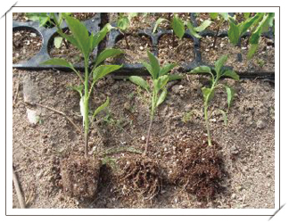 정상묘(좌)와 H상토에 옮겨 회복중인 고추묘(중간,우)