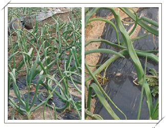 양파잎의 한쪽 함몰과 굴곡 현상(좌:세균성 병해, 우:마그네슘결핍