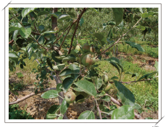 사과 열매 동녹 유사 증상 1(모든 포장에 피해발생)
