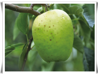 사과 열매 과점 부위 반점 피해 증상 2