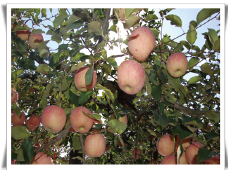 봉지 씌운 사과 정상