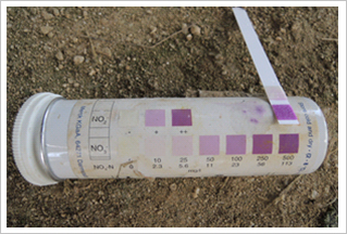 토양 내 질소함량(500㎎/㎏으로 현재에도 과다)