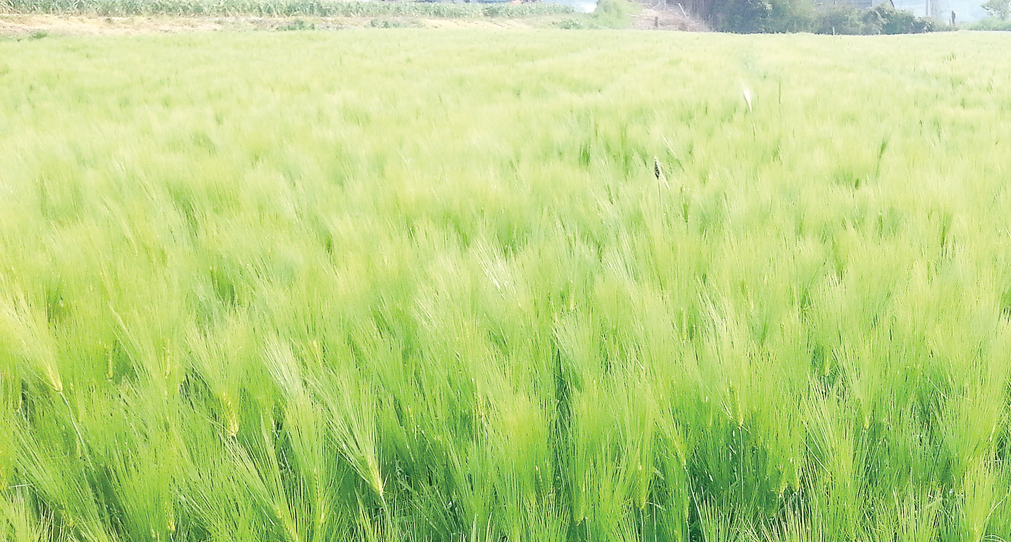 영농조합법인 서산명가 | 농사로 영농조합법인 서산명가
