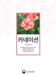 카네이션