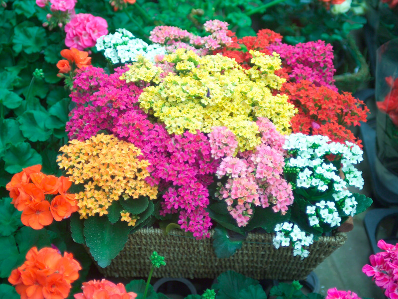 칼랑코에