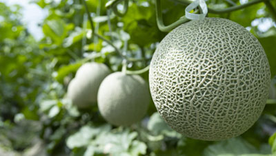 멜론괴저반점바이러스(MNSV) 토양 소독으로 피해 예방