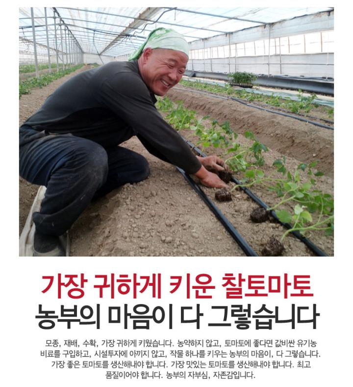 자연이 키운 토마토, 고품질 무농약 추가네 ​토마토