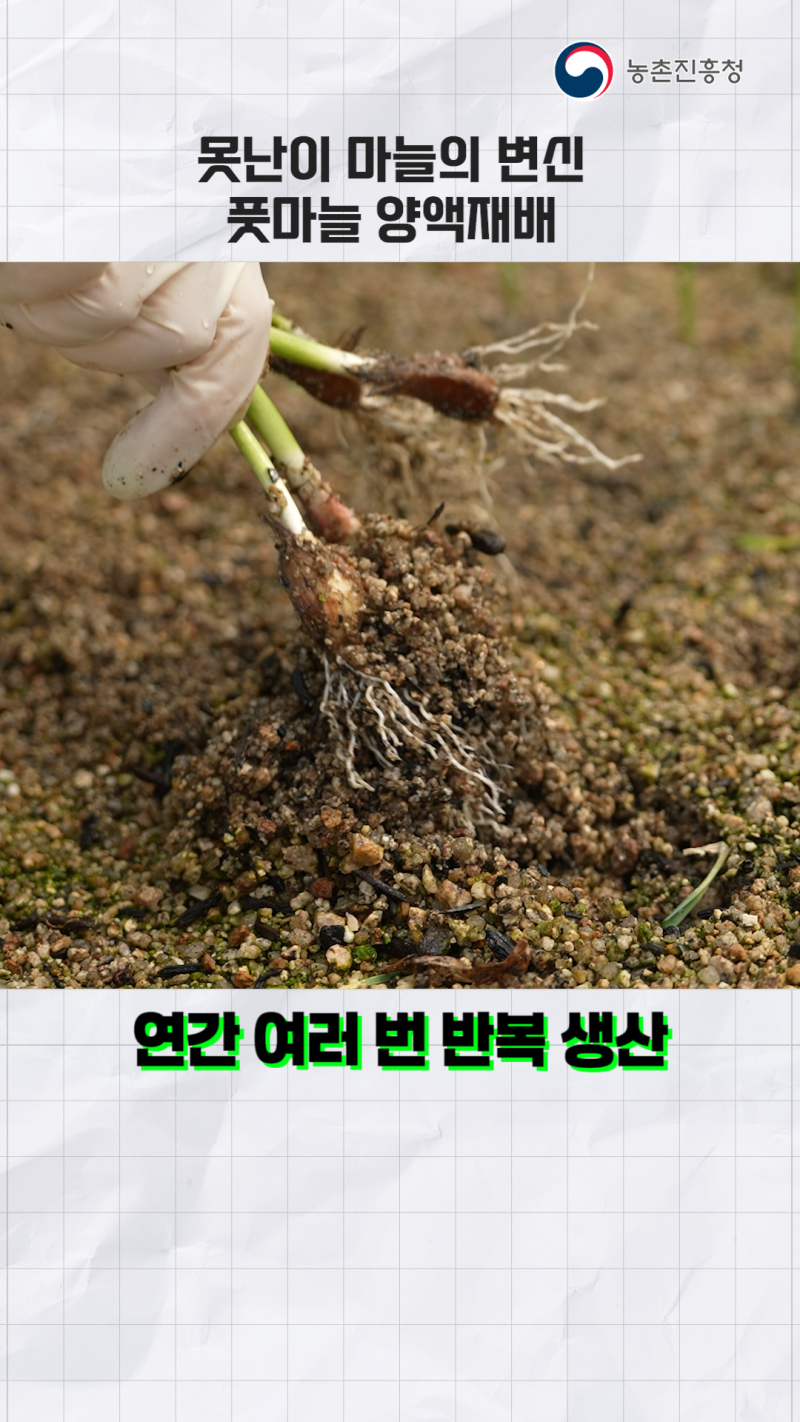 못난이 마늘의 변신, 풋마늘 양액재배