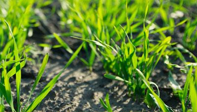 맥류 안정생산, 겨울나기 후 재배 관리 요령