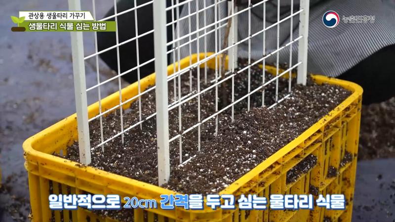 관상용 생울타리 가꾸기-생울타리 식물 심는 방법
