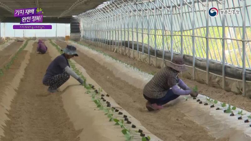아주심기 전 준비_아주심기