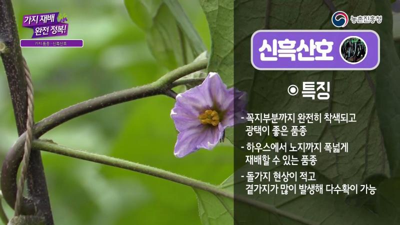 신흑산호_천하대장