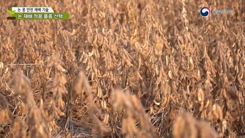 2. 논 재배 적응 품종 선택 