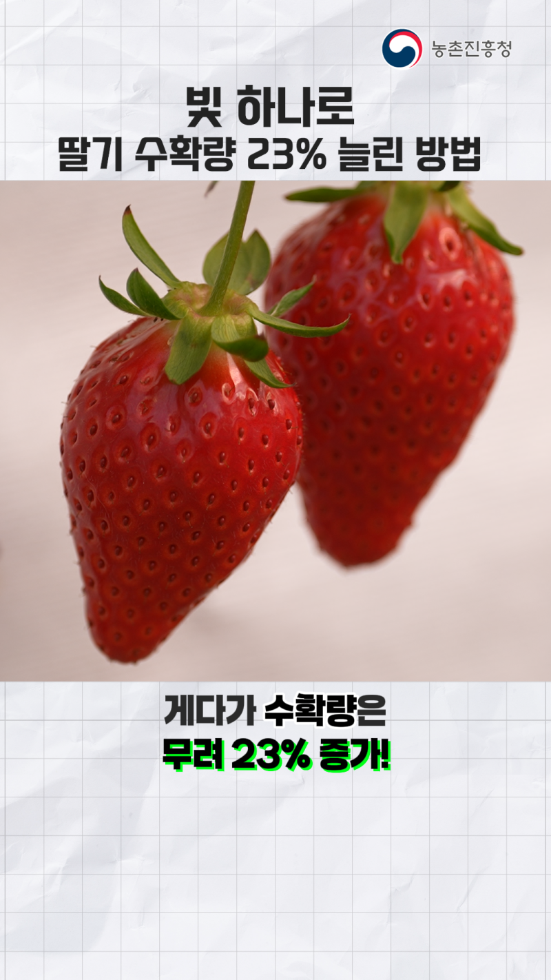 미세먼지·저일조, 시설딸기 맞춤형 보광기술로 걱정 끝! 