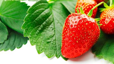 딸기 점박이응애 발생 초기 방제로 피해 예방