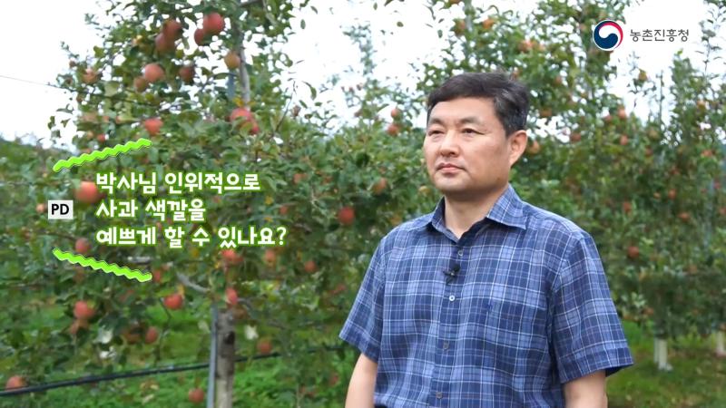 사과 착색 향상을 위한 과원관리 요령-도장지 제거 작업