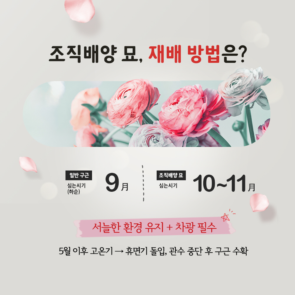 조직 배양 묘, 재배 방법은? - 일반구근 심는 시기 9월 하순  -조작배양묘 심는 시기 10~11월 -서늘한 환경 유지 + 차광 필수 * 5월 이후 고온기 → 휴면기 돌입, 관수 중단 후 구근 수확