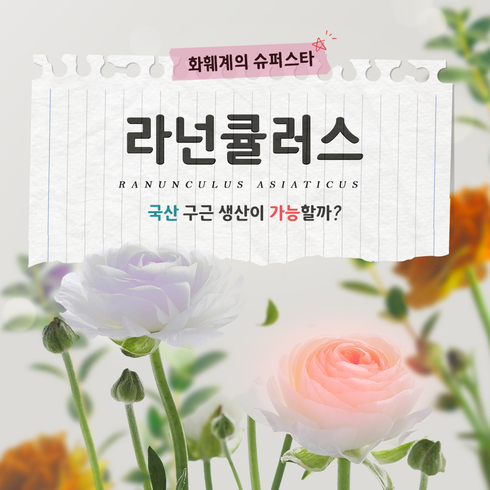 화훼계의 슈퍼스타 라넌큘러스 국산 구근생산이 가능할까?