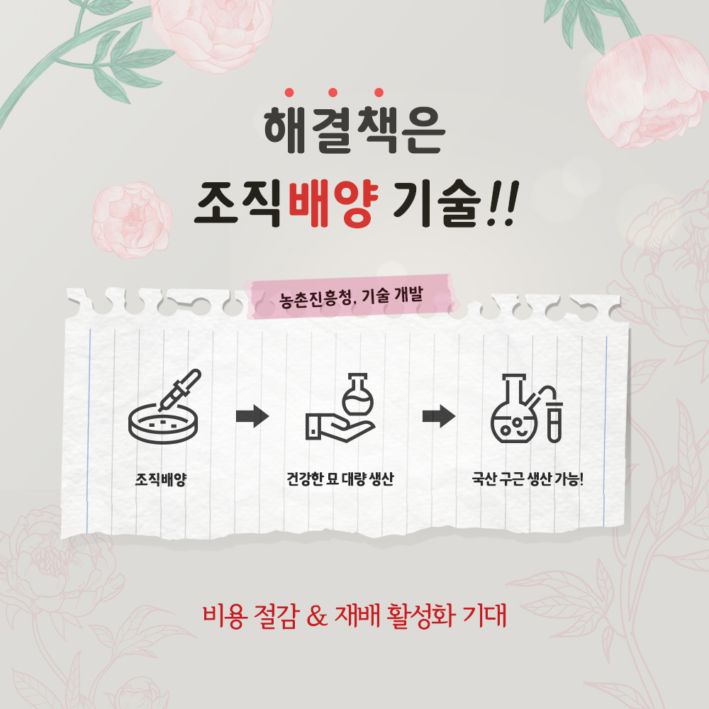 해결책은 조직 배양 기술!!  -농촌진흥청, 기술 개발 * 조직배양 → 건강한 묘 대량 생산 → 국산 구근 생산 가능  - 비용 절감 & 재배 활성화 기대
