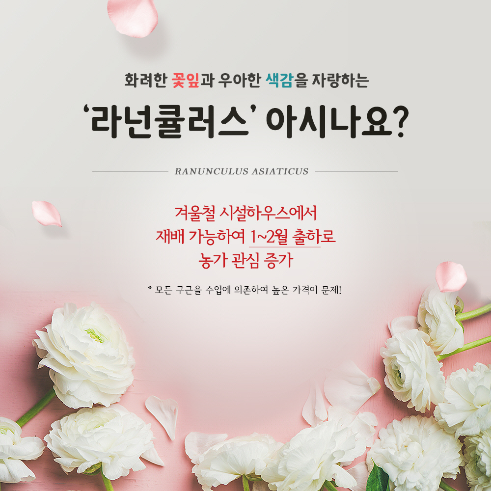 화려한 꽃잎과 우아한 색감을 자랑하는 '라넌큘러스' 아시나요? 겨울철 시설하우스에서 재배 가능하여 1~2월 출하로 농가 관심 증가 * 모든 구근을 수입에 의존하여 높은 가격이 문제!