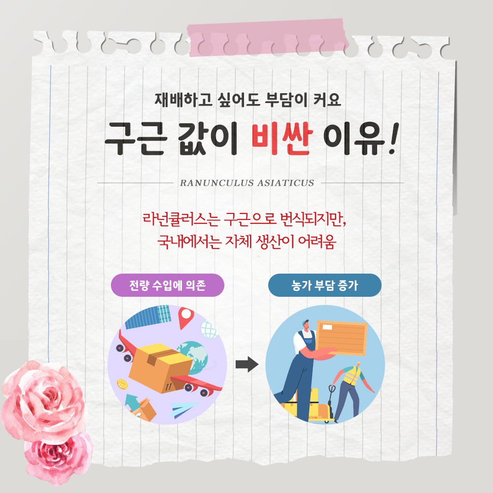 재배하고 싶어도 부담이 커요. 구근 값이 비싼 이유! 라넌큘러스는 구근으로 번식되지만, 국내에서는 자체 생산이 어려움. *전량수입에 의존  * 농가 부담 증가