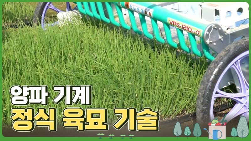 양파 기계 정식 육묘 기술