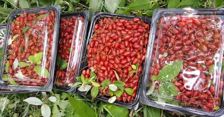 우포애 향기 물씬 풍기는 빨간 보석, 보리수!