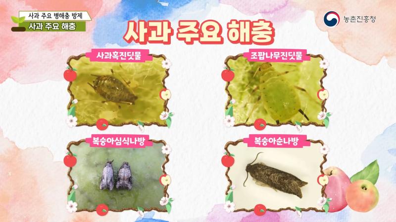 사과 주요 병해충 방제-사과 주요 해충