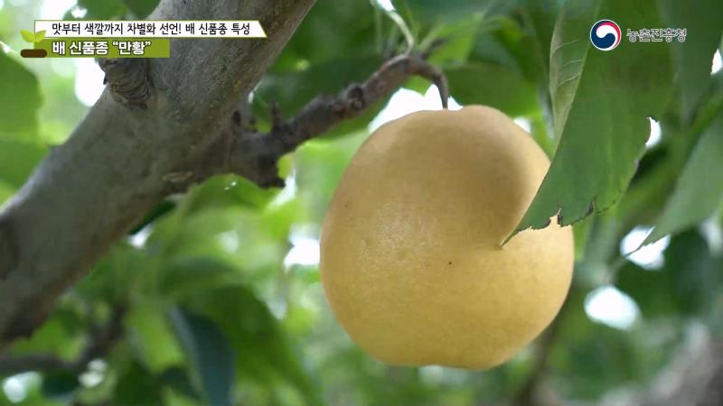 2. 만황