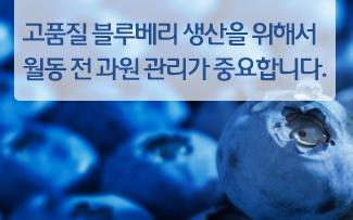 내년 고품질 블루베리 생산을 위해서 월동 전 과원 관리가 중요합니다.