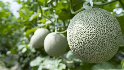 멜론괴저반점바이러스(MNSV) 토양 소독으로 피해 예방