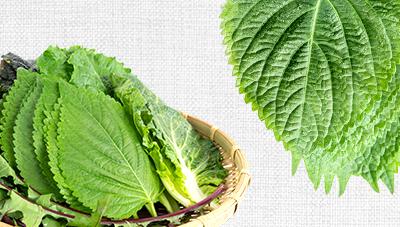 싱싱한 깻잎으로 오래 보관할 수 있습니다.