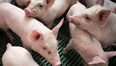 암퇘지 생산성 높이려면 후보돈 관리부터