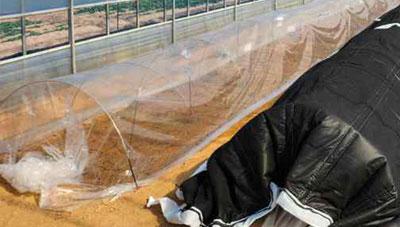 안정적 고구마 모종생산은 보온덮개 활용으로