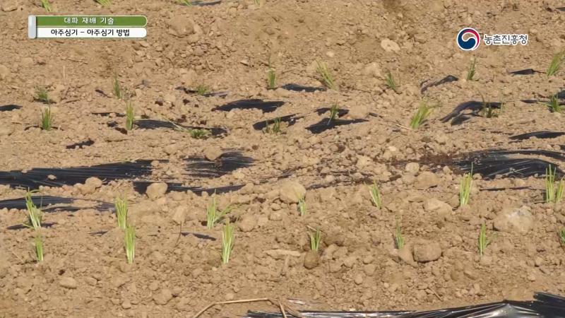 5. 아주심기_아주심기 방법