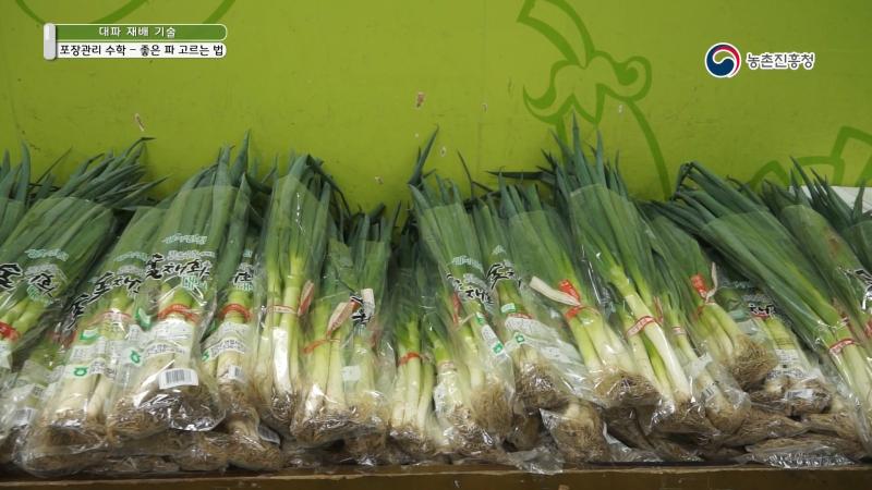 8. 포장관리 및 수확_좋은 파 고르는 법