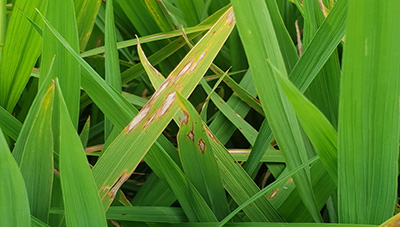 여름철에 자주 발생하는 벼 병해 방제 요령