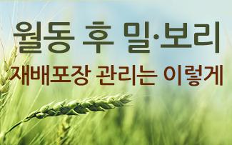 월동 후 밀·보리 재배포장 관리는 이렇게