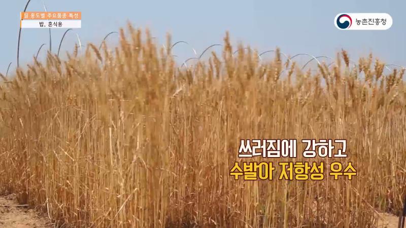 4_밥, 혼식용 밀품종 및 특성