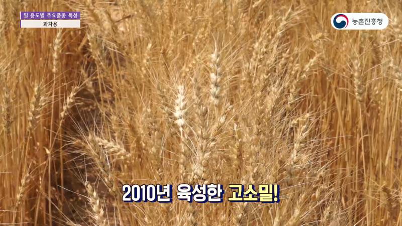 3_과자용 밀품종 및 특성