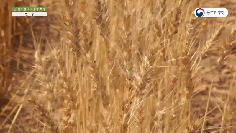 2_면용 밀품종 및 특성