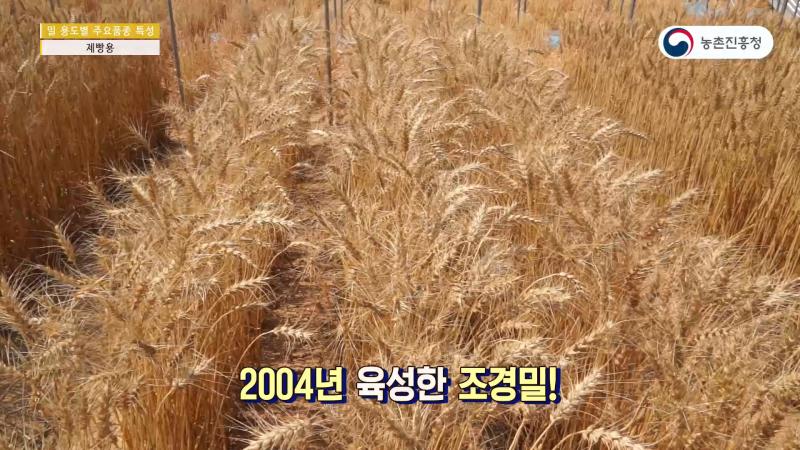 1_제빵용 밀품종 및 특성