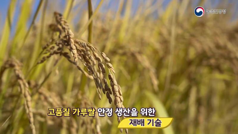 가루쌀이란?