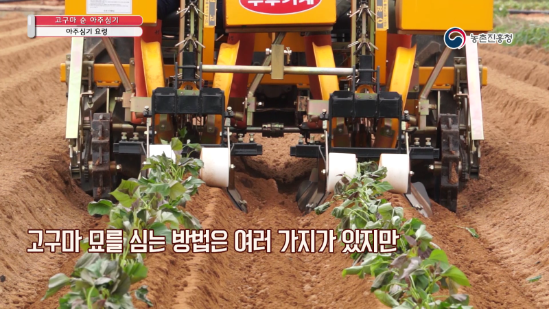 4. 아주심기 요령