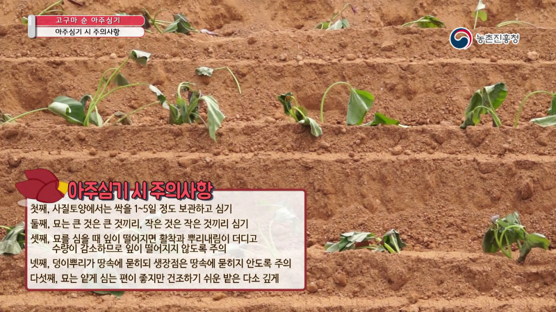 5. 아주심기 시 주의사항