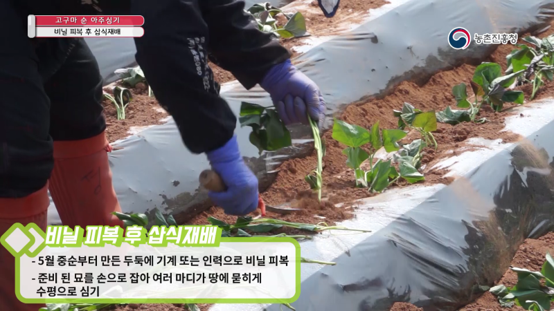 3. 삽식 방법 및 재배