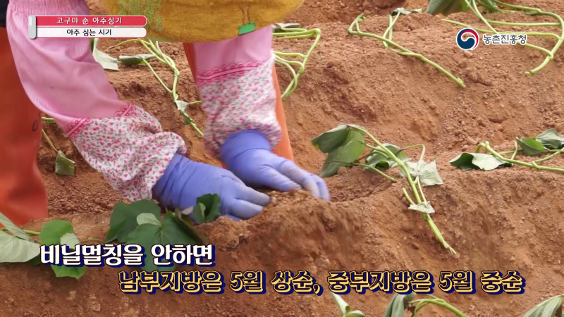 1. 아주 심는 시기