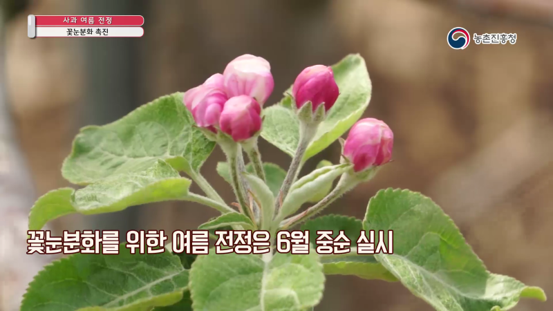 2. 꽃눈분화 촉진 썸네일 이미지