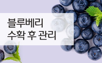 블루베리 수확 후 관리