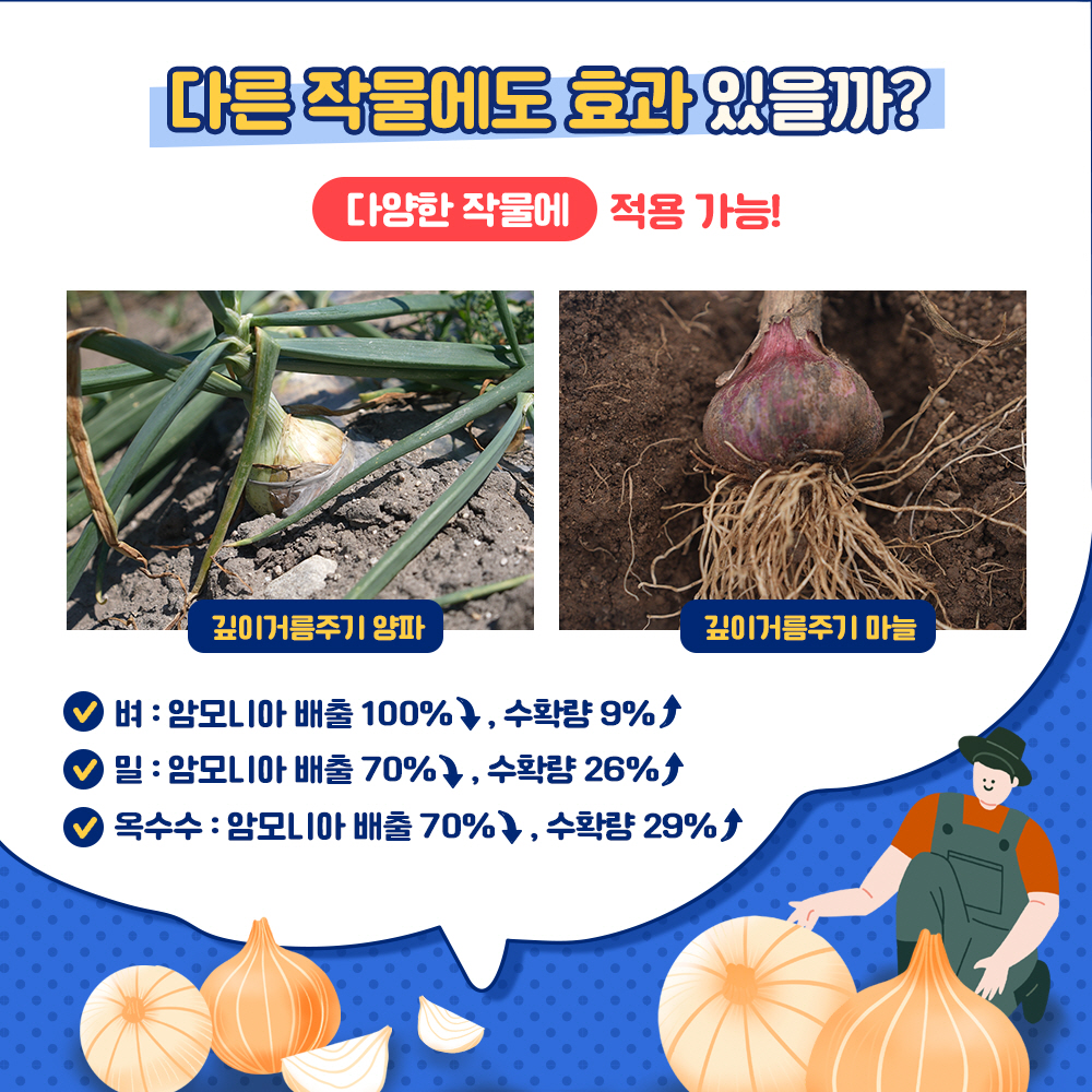  다른 작물에도 효과 있을까? 다양햔 작물에 적용가능! (깊이 거름주기 양파, 깊이 거름주기 마늘.) * 벼 : 암모니아 배출 100%↓, 수확량 9%↑  * 밀 : 암모니아 배출 70%↓, 수확량 26%↑  * 옥수수 : 암모니아 배출 70%↓, 수확량 29%↑